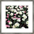Tulips At The Dixon Framed Print