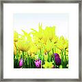 Tulips Garden Flowerbed Framed Print