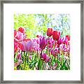 Tulips Pink Growth Framed Print