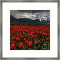 Tulips In Great Vancouver Bc Canada Framed Print