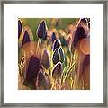 Tulips In The Morning With Dew Framed Print