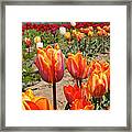 Tulips Plantation Framed Print