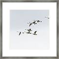 Tundra Swans 2019-3 Framed Print