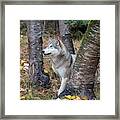 Tundra Wolf In The Birch Trees Framed Print
