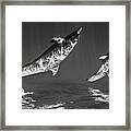 Tursiops Framed Print