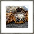 Turtle Rest Stop Framed Print