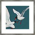 Two Black Headed Seagulls In Conflict Framed Print
