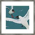 Two Black Seagulls Fighting It Out Framed Print