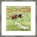 Two Norfolk Cows In Wild Flower Meadow Framed Print