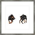Two Dobermans Looking At Each Other Framed Print