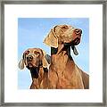 Two Dogs, Weimaraner Framed Print