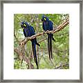 Two Hyacinth Macaws, Anodorhynchus Framed Print
