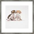 Two Kittens Kissing Against White Framed Print