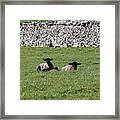 Two Little Lambs Framed Print