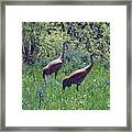 Two Of A Kind Framed Print