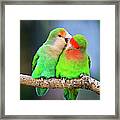 Two Peace-faced Lovebird Framed Print