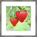 Two Ripe Red Strawberries On The Vine Framed Print