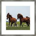 Two Stallions Competing Framed Print
