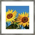 Two Sunflowers Framed Print