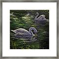 Serenity Swans Framed Print