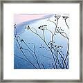 Umbelliferae Silhouettes In Front Of Framed Print
