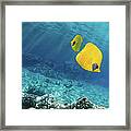 Underwater Picture Of Orangeface Framed Print