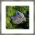 Ural Owl Flying In The Fir Forest With Sunshine On Its Back Framed Print