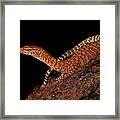 Varanus Pilbarensis Framed Print