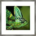 Veiled Chameleon Framed Print