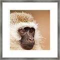 Vervet Monkey Framed Print