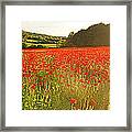 Vibrant Red Poppy Fields Warm Sunlight Framed Print