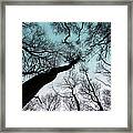 View Upward Into Tree Canopy Framed Print