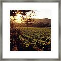 Vineyard, Napa Valley, California, Usa Framed Print