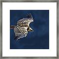 Vulture In Blu Framed Print