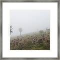 Walia Ibex Into A Gelada Troop Framed Print