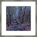 Walking Path Framed Print