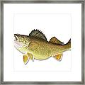 Walleye With Clipping Path Framed Print