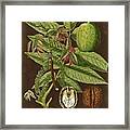 Walnut On Suede Framed Print