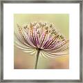 Want To Fly . . . Framed Print