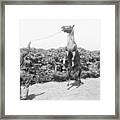 War Admiral With Horse Rearing Framed Print