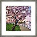 Washington Dc Cherry Trees, Footpath Framed Print