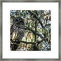 Washington Oaks Owl Framed Print