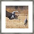 Watch Out Framed Print