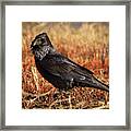 Watchful Raven Framed Print