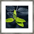 Water Drops On Green Leaves Framed Print