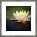 Water Lily 1 Framed Print