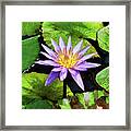 Water Lily 46 Framed Print