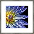 Water Lily Covered In Dew Framed Print