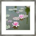 Water Lily, Isola Bella Island Framed Print