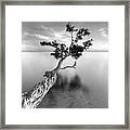 Water Tree Xiii Framed Print